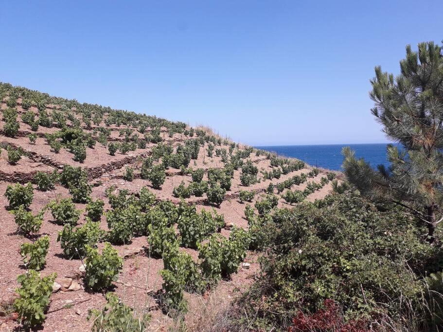 Banyuls La Grande Bleue : Studio T1 Zewnętrze zdjęcie
